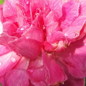 Narudžba ruža - patuljasta ruža  - ružičasta - Rosa  Bajor Gizi - srednjeg intenziteta miris ruže - Márk Gergely - Cvijet je pun, promjera 4 cm, srednje jake purpurne ružičaste boje. počinje cvjetati u prvoj polovici lipnja i ujesen. Otporna na hladnoću , tolerantan za sušu.
